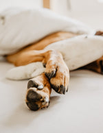 To Allow or Not To Allow: Pets on the Bed